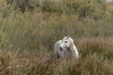 Kamp atı bataklıkta besleniyor. Saintes Maries de la Mer, Parc naturel regional de Camargue, Arles, Bouches du Rhone, Provence Alpes Cote d 'Azur, Fransa.