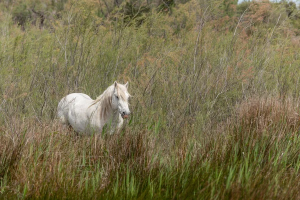 Camargue horse feeding in the marshes. Saintes Maries de la Mer, Parc naturel regional de Camargue, Arles, Bouches du Rhone, Provence Alpes Cote d\'Azur, France.