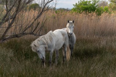 Bataklıklarda beslenen kamp atları. Saintes Maries de la Mer, Parc naturel regional de Camargue, Arles, Bouches du Rhone, Provence Alpes Cote d 'Azur, Fransa.