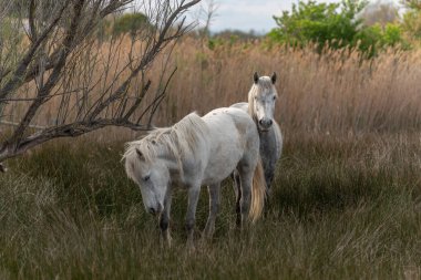 Bataklıklarda beslenen kamp atları. Saintes Maries de la Mer, Parc naturel regional de Camargue, Arles, Bouches du Rhone, Provence Alpes Cote d 'Azur, Fransa.