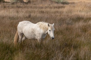 Kamp atı bataklıkta besleniyor. Saintes Maries de la Mer, Parc naturel regional de Camargue, Arles, Bouches du Rhone, Provence Alpes Cote d 'Azur, Fransa.