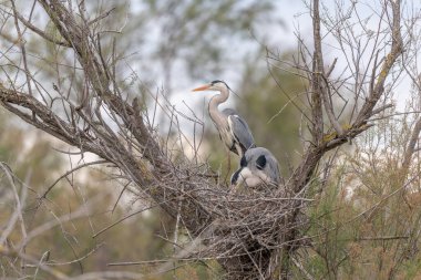 Gri balıkçıl (Ardea cinerea) bir yuva kolonisindeki yuvanın üzerindedir. Saintes Maries de la Mer, Parc naturel regional de Camargue, Arles, Bouches du Rhone, Provence Alpes Cote d 'Azur, Fransa.