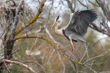 Bir yuva kolonisinde gri balıkçıl (Ardea cinerea). Saintes Maries de la Mer, Parc naturel regional de Camargue, Arles, Bouches du Rhone, Provence Alpes Cote d 'Azur, Fransa.