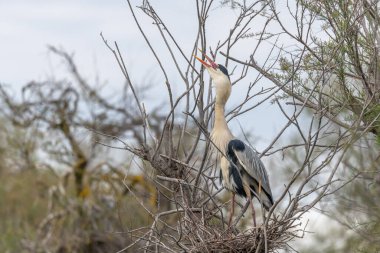 Gri balıkçıl (Ardea cinerea) bir yuva kolonisindeki yuvanın üzerindedir. Saintes Maries de la Mer, Parc naturel regional de Camargue, Arles, Bouches du Rhone, Provence Alpes Cote d 'Azur, Fransa.