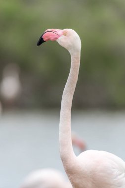 İlkbaharda bir bataklıkta Büyük Flamingo (Phoenicopterus roseus) portresi. Saintes Maries de la Mer, Parc naturel regional de Camargue, Arles, Bouches du Rhone, Provence Alpes Cote d 'Azur, Fransa.