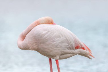 Büyük Flamingo (Phoenicopterus roseus) baharda bir bataklıkta dinleniyor. Saintes Maries de la Mer, Parc naturel regional de Camargue, Arles, Bouches du Rhone, Provence Alpes Cote d 'Azur, Fransa.