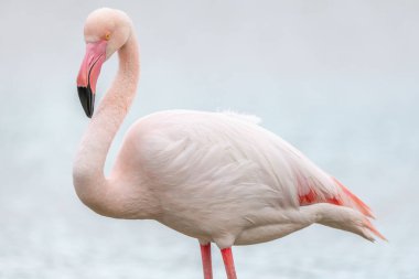 Büyük Flamingo (Phoenicopterus roseus) baharda bir bataklıkta. Saintes Maries de la Mer, Parc naturel regional de Camargue, Arles, Bouches du Rhone, Provence Alpes Cote d 'Azur, Fransa.