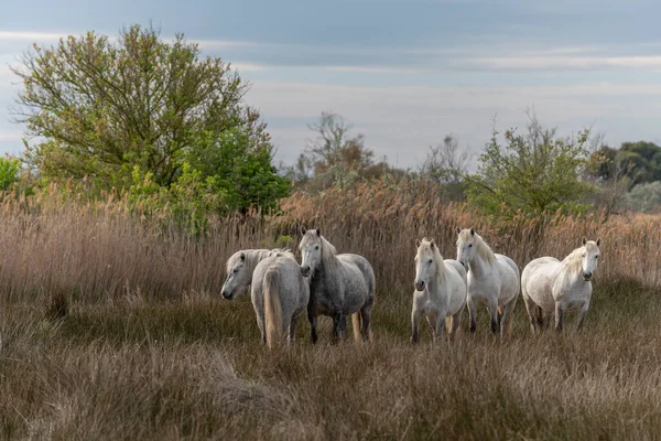 Camargue Pferde Weiden Den Sümpfen Saintes Maries Mer Parc Naturel — Stockfoto