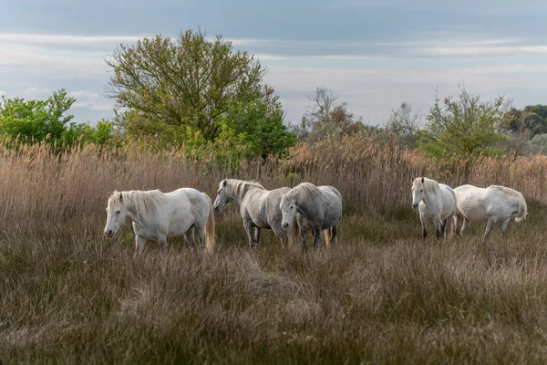 Camargue Cavalos Rebanho Alimentando Nos Pântanos Saintes Maries Mer Parc — Fotografia de Stock