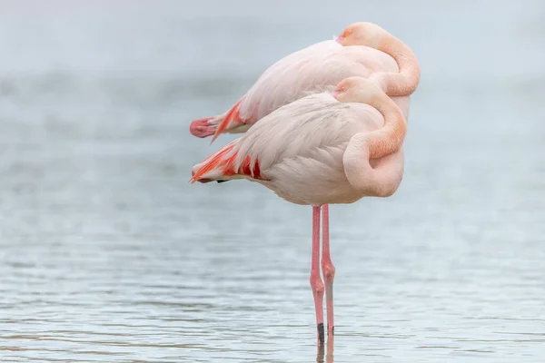 Flamingo Maior Phoenicopterus Roseus Casal Descansando Pântano Primavera Saintes Maries — Fotografia de Stock