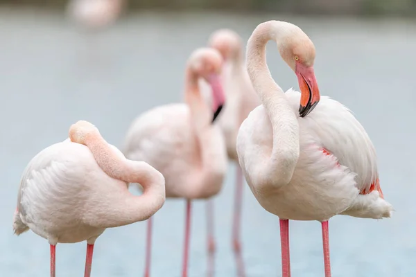Flamingos Maior Phoenicopterus Roseus Pântano Primavera Saintes Maries Mer Parc — Fotografia de Stock