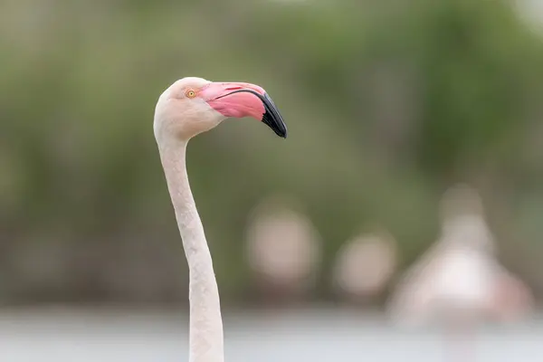 Flamingo Maior Phoenicopterus Roseus Retrato Pântano Primavera Saintes Maries Mer — Fotografia de Stock