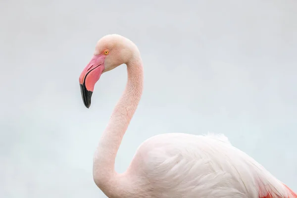 Större Flamingo Phoenicopterus Roseus Porträtt Ett Träsk Våren Mer Parc — Stockfoto