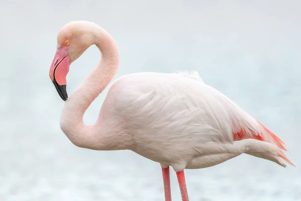 Flamingo Maior Phoenicopterus Roseus Pântano Primavera Saintes Maries Mer Parc — Fotografia de Stock