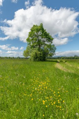 Bir bahar günü yeşil ve güneşli bir çayır. Bas-Rhin, Collectivite europeenne d 'Alsace, Grand Est, Fransa.