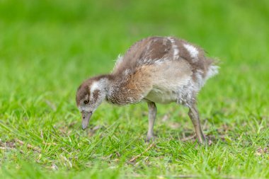 Mısırlı kaz civcivi (Alopochen aegyptiaca) bir nehrin kenarında. Bas-Rhin, Collectivite europeenne d 'Alsace, Grand Est, Fransa. Avrupa.
