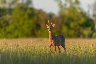 Bir bahar çayırında Roebuck (Capreolus capreolus). Bas-Rhin, Collectivite europeenne d 'Alsace, Grand Est, Fransa, Avrupa.