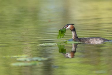 Büyük Armalı Yunus (Podiceps kristali) yuvasında iki yumurta ile. Bas-Rhin, Collectivite europeenne d 'Alsace, Grand Est, Fransa.