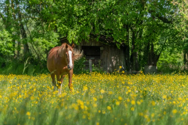 Horse in a green pasture filled with yellow buttercups. Bas-Rhin, Collectivite europeenne d\'Alsace,Grand Est, France.
