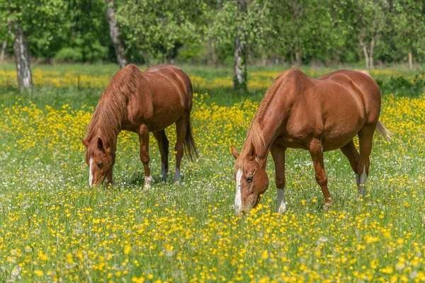 Dwa Konie Zielonym Pastwisku Wypełnione Żółtymi Jaskrami Bas Rhin Collectivite — Zdjęcie stockowe