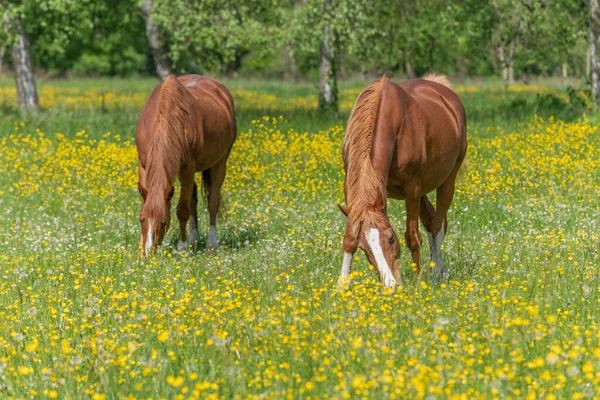 Dois Cavalos Pasto Verde Cheio Copos Manteiga Amarelos Bas Rhin — Fotografia de Stock