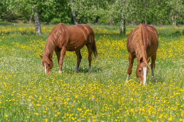 stock image Two horses in a green pasture filled with yellow buttercups. Bas-Rhin, Collectivite europeenne d'Alsace,Grand Est, France.