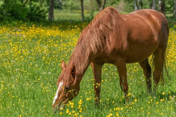 Horse grazing in a green pasture filled with yellow buttercups. Bas-Rhin, Collectivite europeenne d'Alsace,Grand Est, France.
