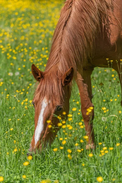 Horse grazing in a green pasture filled with yellow buttercups. Bas-Rhin, Collectivite europeenne d\'Alsace,Grand Est, France.