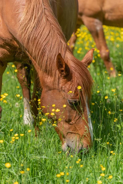 Horse grazing in a green pasture filled with yellow buttercups. Bas-Rhin, Collectivite europeenne d'Alsace,Grand Est, France.