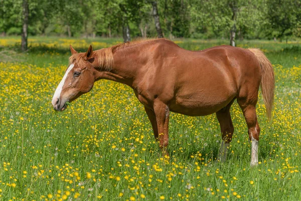 Cavalo Pasto Verde Cheio Copos Manteiga Amarelos Bas Rhin Collectivite — Fotografia de Stock