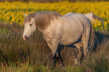 Camargue atları sarı irislerle dolu bir bataklıkta besleniyor Saintes Maries de la Mer, Parc naturel regional de Camargue, Arles, Bouches du Rhone, Provence Alpes Cote d 'Azur, Fransa.