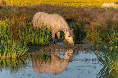 Camargue atı sarı irislerle dolu bir bataklıkta besleniyor Saintes Maries de la Mer, Parc naturel regional de Camargue, Arles, Bouches du Rhone, Provence Alpes Cote d 'Azur, Fransa.