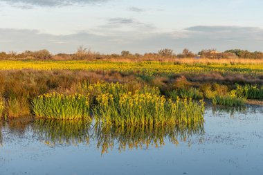 Camargue atları sarı irislerle dolu bir bataklıkta besleniyor Saintes Maries de la Mer, Parc naturel regional de Camargue, Arles, Bouches du Rhone, Provence Alpes Cote d 'Azur, Fransa.