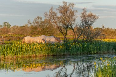 Camargue atları sarı irislerle dolu bir bataklıkta besleniyor Saintes Maries de la Mer, Parc naturel regional de Camargue, Arles, Bouches du Rhone, Provence Alpes Cote d 'Azur, Fransa.