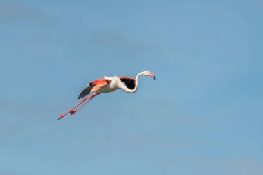 Büyük Flamingo Uçuşu (Phoenicopterus roseus) baharda bir bataklıkta. Saintes Maries de la Mer, Parc naturel regional de Camargue, Arles, Bouches du Rhone, Provence Alpes Cote d 'Azur, Fransa.