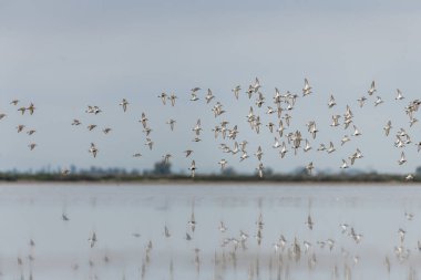 Kısa kuşlar, Dunlin (Calidris alpina) baharda Vacares göletinde kuzeye göç eder. Saintes Maries de la Mer, Parc naturel regional de Camargue, Arles, Bouches du Rhone, Provence Alpes Cote d 'Azur, Fransa.