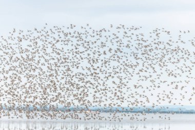 Kısa kuşlar, Dunlin (Calidris alpina) baharda Vacares göletinde kuzeye göç eder. Saintes Maries de la Mer, Parc naturel regional de Camargue, Arles, Bouches du Rhone, Provence Alpes Cote d 'Azur, Fransa.