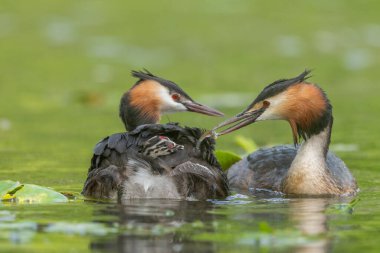 Great Crested Grebe (Podiceps kristali) ve birkaç günlük yavruları nehirde. Bas-Rhin, Collectivite europeenne d 'Alsace, Grand Est, Fransa.