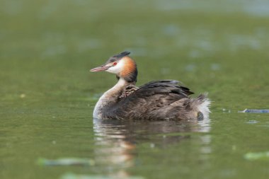 Great Crested Grebe (Podiceps kristali) ve birkaç günlük yavruları nehirde. Bas-Rhin, Collectivite europeenne d 'Alsace, Grand Est, Fransa.