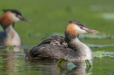 Great Crested Grebe (Podiceps kristali) ve birkaç günlük yavruları nehirde. Bas-Rhin, Collectivite europeenne d 'Alsace, Grand Est, Fransa.