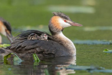 Great Crested Grebe (Podiceps kristali) ve birkaç günlük yavruları nehirde. Bas-Rhin, Collectivite europeenne d 'Alsace, Grand Est, Fransa.