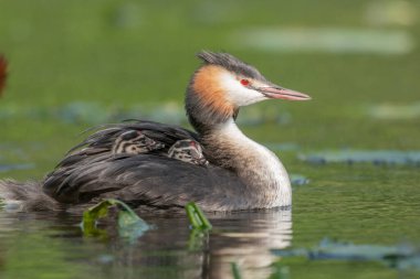 Great Crested Grebe (Podiceps kristali) ve birkaç günlük yavruları nehirde. Bas-Rhin, Collectivite europeenne d 'Alsace, Grand Est, Fransa.