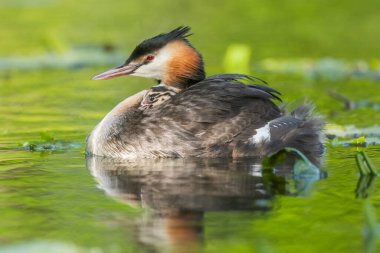 Great Crested Grebe (Podiceps kristali) ve birkaç günlük yavruları nehirde. Bas-Rhin, Collectivite europeenne d 'Alsace, Grand Est, Fransa.