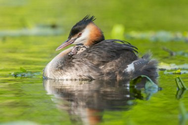 Great Crested Grebe (Podiceps kristali) ve birkaç günlük yavruları nehirde. Bas-Rhin, Collectivite europeenne d 'Alsace, Grand Est, Fransa.