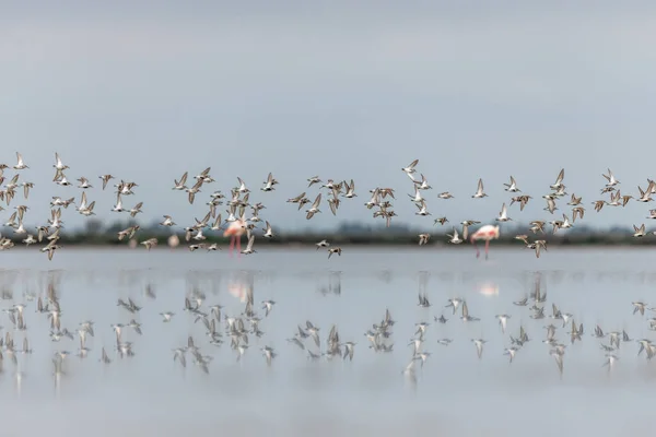Береговые Птицы Данлин Calidris Alpina Мигрируют Север Пруд Вакарес Весной — стоковое фото