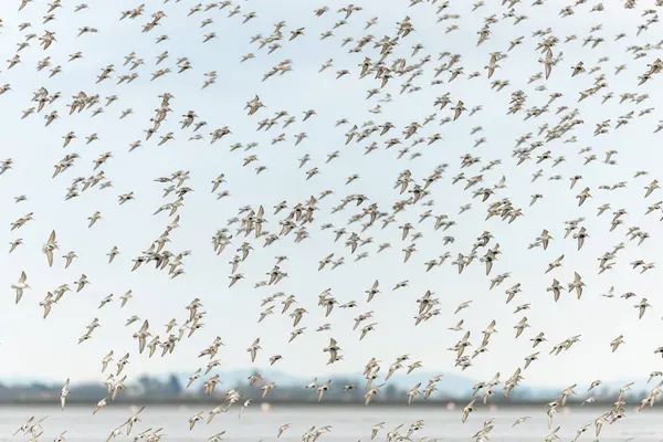 今年春天 Calidris Alpina 的海鸟 Shorebirds Dunlin Calidris Alpina 在瓦莱兹池塘北移 Saintes — 图库照片
