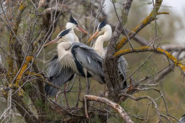 Üç gri balıkçıl (Ardea cinerea) bir yuva kolonisindeki aynı yuvada. Saintes Maries de la Mer, Parc naturel regional de Camargue, Arles, Bouches du Rhone, Provence Alpes Cote d 'Azur, Fransa.