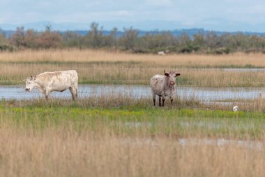 Rhone deltasındaki bir bataklıkta otlayan inekler. Saintes Maries de la Mer, Parc naturel regional de Camargue, Arles, Bouches du Rhone, Provence Alpes Cote d 'Azur, Fransa.