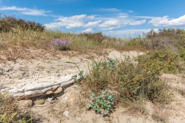 Baharda Camargue 'deki Rhone deltasındaki tipik bir manzara. Saintes Maries de la Mer, Parc naturel regional, Arles, Bouches du Rhone, Provence Alpes Cote d 'Azur, Fransa.
