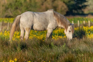 Camargue atı sarı irislerle dolu bir bataklıkta besleniyor Saintes Maries de la Mer, Parc naturel regional de Camargue, Arles, Bouches du Rhone, Provence Alpes Cote d 'Azur, Fransa.